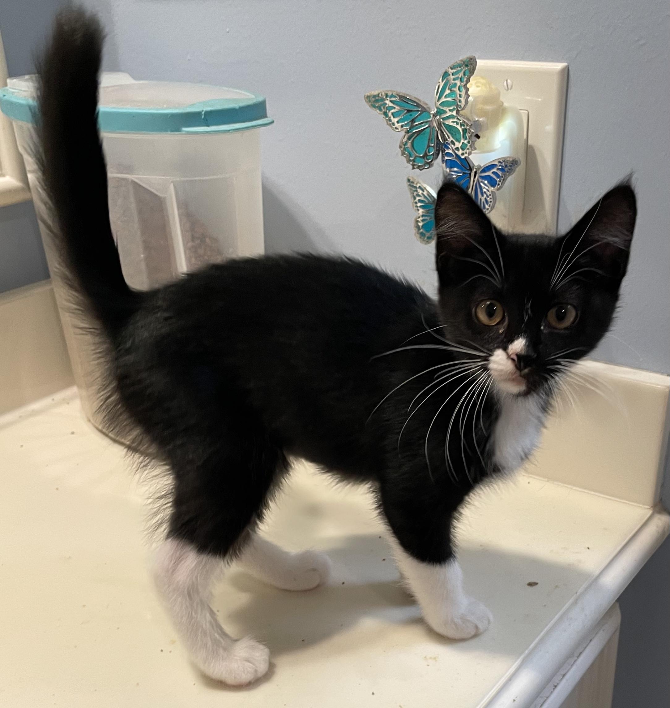 Margo-Portofino PetSmart