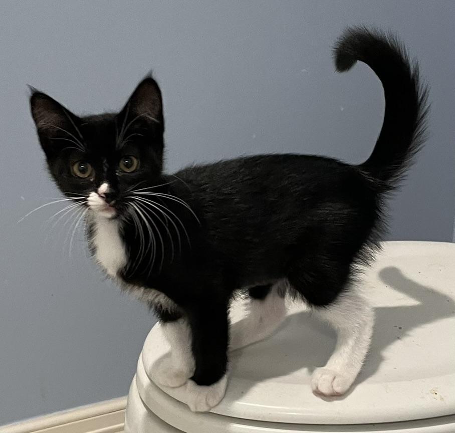 Margo-Portofino PetSmart