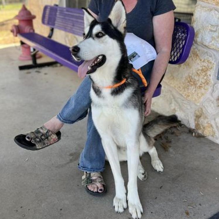 Clue, Adoptable, Adult Male Husky & Mixed Breed.