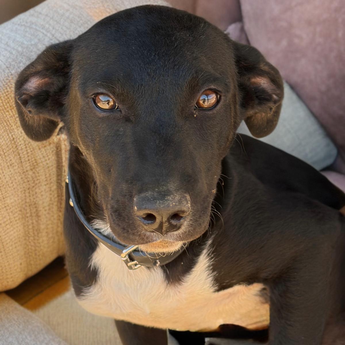 Cheeto, Adoptable, Young Male Shepherd.