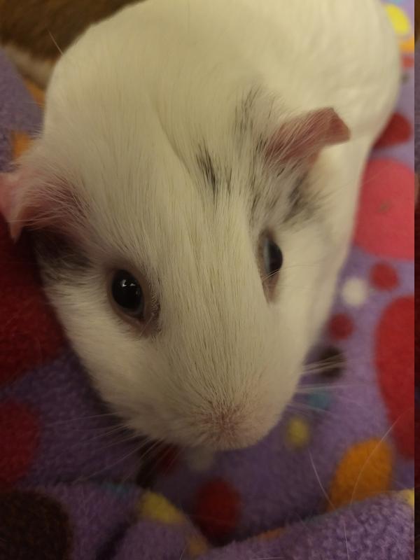 Enlarge Coco & Peaches, an adoptable Guinea Pig in Dedham, MA image 5/5