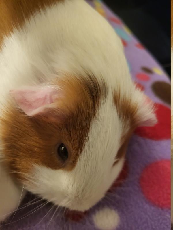 Enlarge Coco & Peaches, an adoptable Guinea Pig in Dedham, MA image 3/5