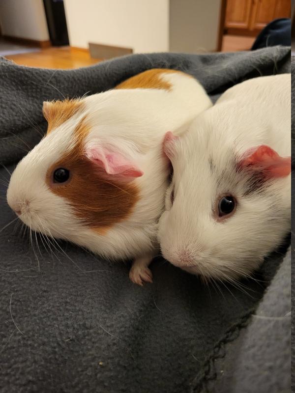 Enlarge Coco & Peaches, an adoptable Guinea Pig in Dedham, MA image 1/5