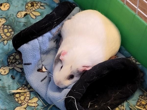 Enlarge Coco & Peaches, an adoptable Guinea Pig in Dedham, MA image 2/5
