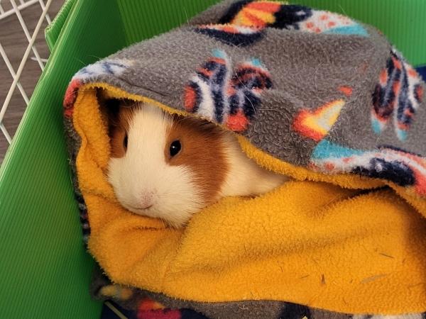 Enlarge Coco & Peaches, an adoptable Guinea Pig in Dedham, MA image 4/5