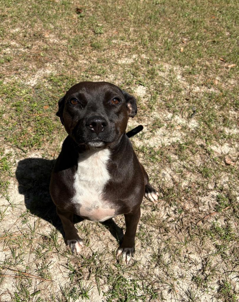 Enlarge Piper, a Adoptable mixed breed in Springfield, GA image 1/1