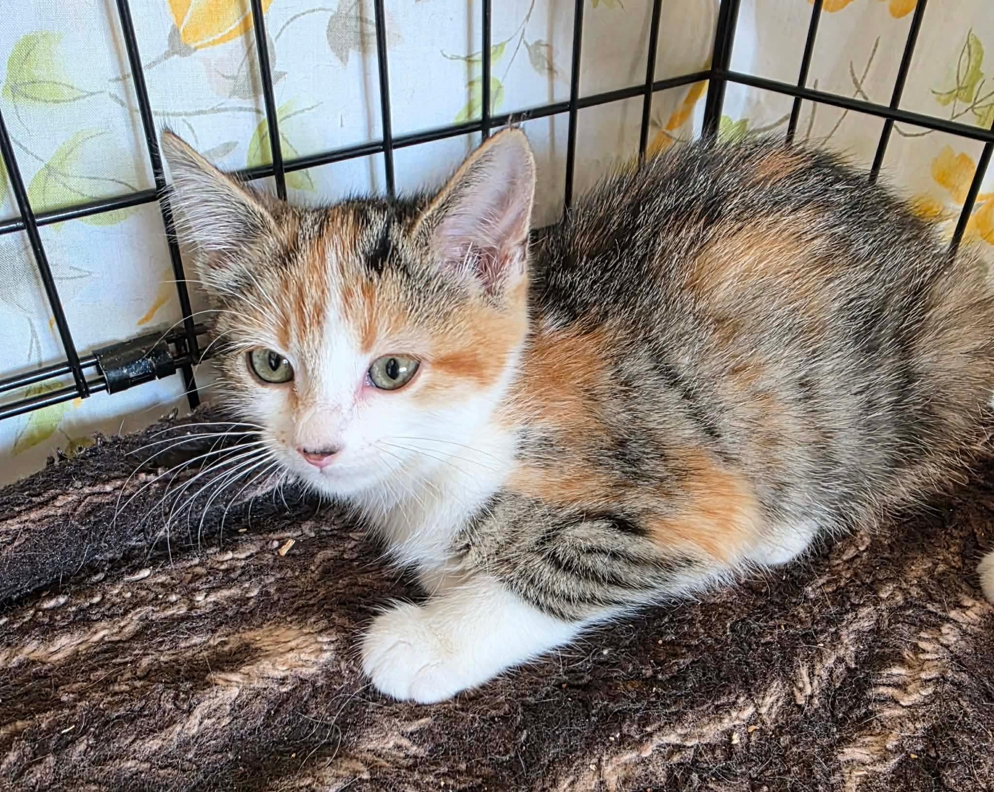 Enlarge Astrid, a Adoptable mixed breed in Terrebonne, QC image 2/6