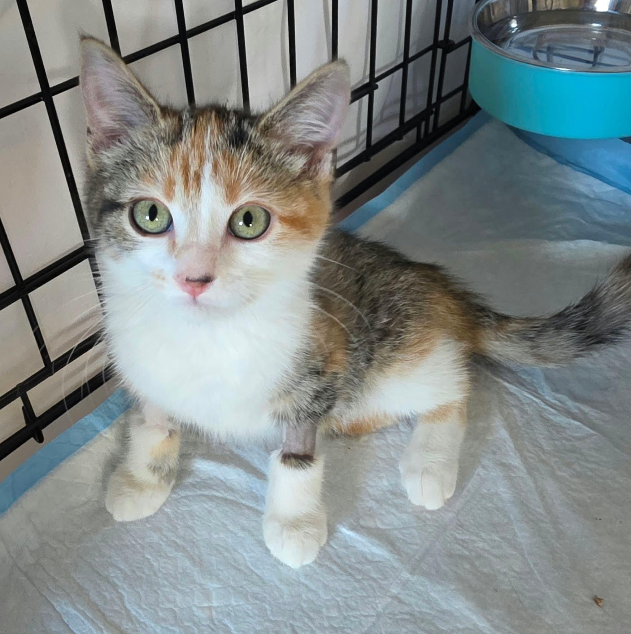 Astrid, Adoptable, Kitten Female Domestic Short Hair & Siamese.