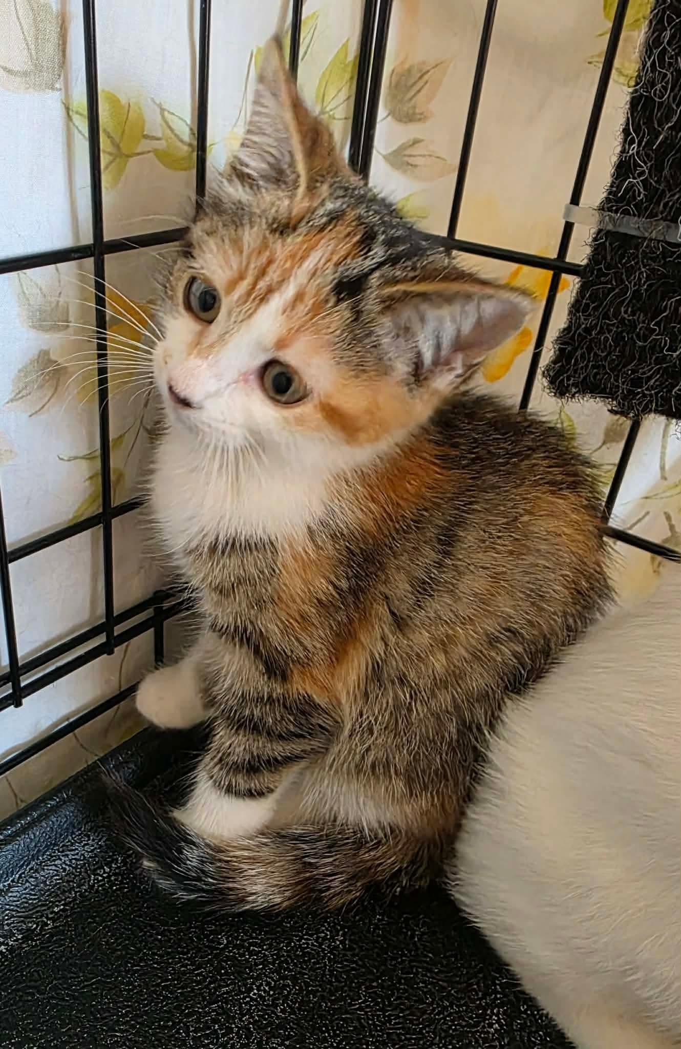 Enlarge Astrid, a Adoptable mixed breed in Terrebonne, QC image 6/6