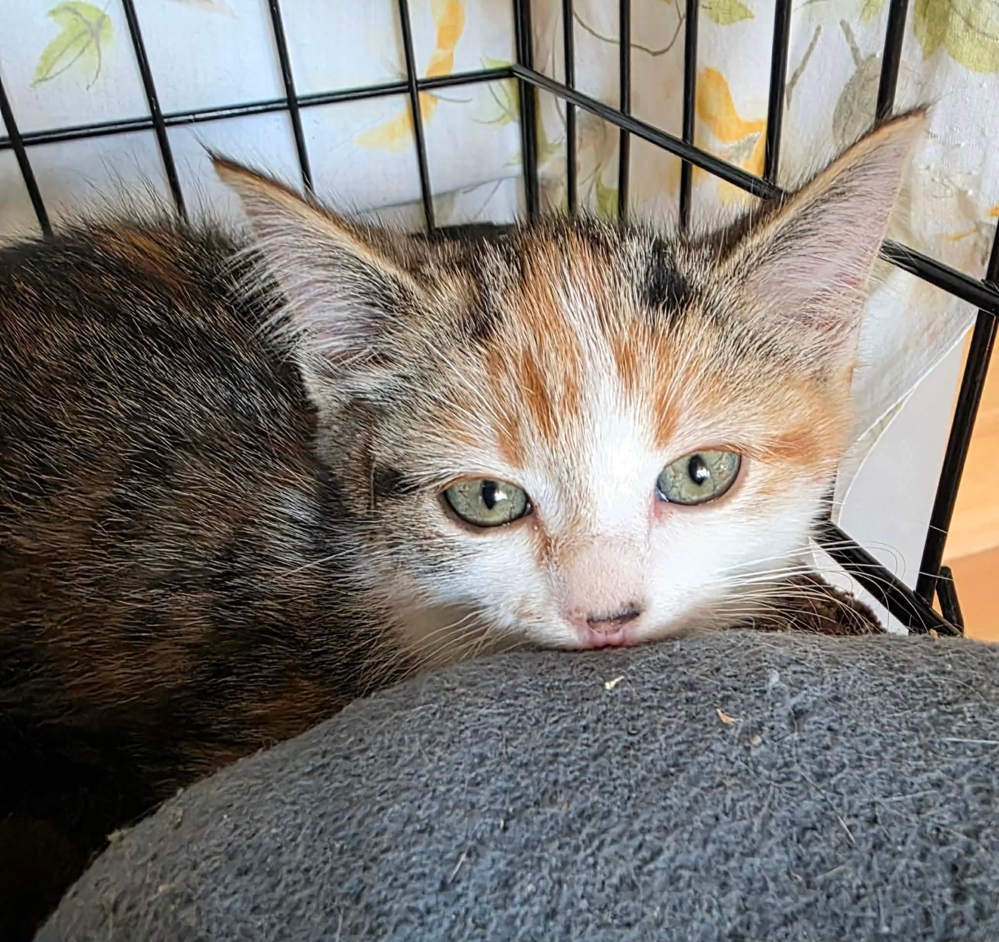 Enlarge Astrid, a Adoptable mixed breed in Terrebonne, QC image 5/6