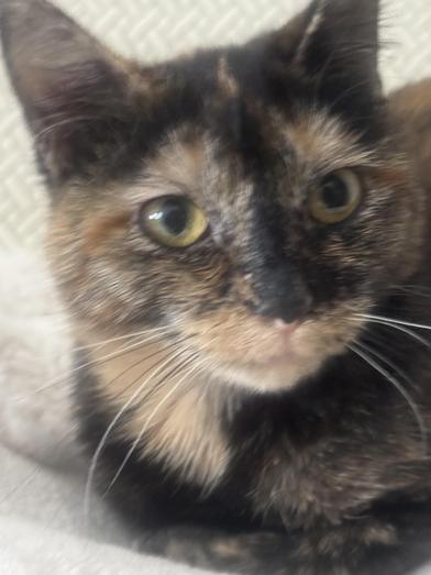 Enlarge Yves, a Adoptable Domestic Short Hair in Latham, NY image 1/6