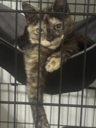 Enlarge Yves, a Adoptable Domestic Short Hair in Latham, NY image 6/6