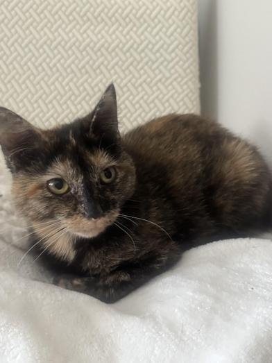 Enlarge Yves, a Adoptable Domestic Short Hair in Latham, NY image 3/6