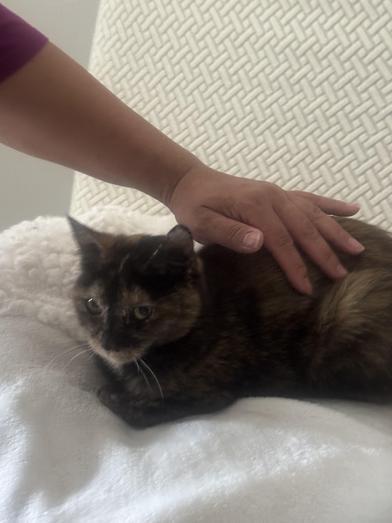 Enlarge Yves, a Adoptable Domestic Short Hair in Latham, NY image 5/6