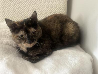 Enlarge Yves, a Adoptable Domestic Short Hair in Latham, NY image 4/6