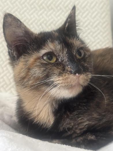 Enlarge Yves, a Adoptable Domestic Short Hair in Latham, NY image 2/6