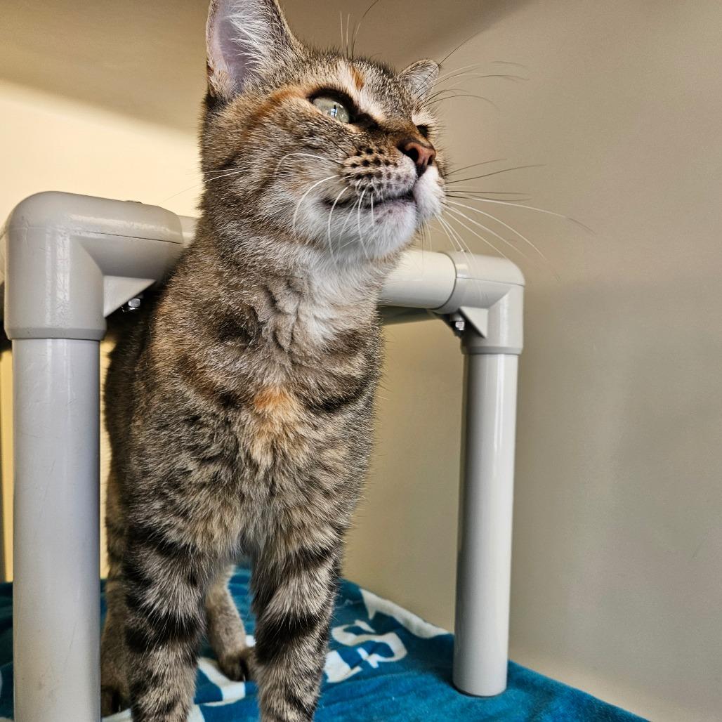 Shantel, Adoptable, Senior Female Domestic Short Hair.