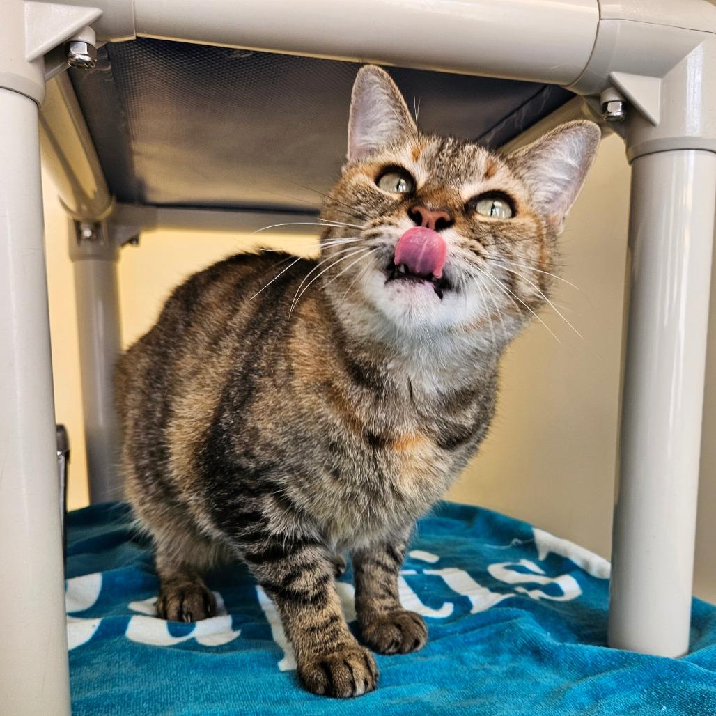 Enlarge Shantel, a Adoptable Domestic Short Hair in Harrisonburg, VA image 2/4