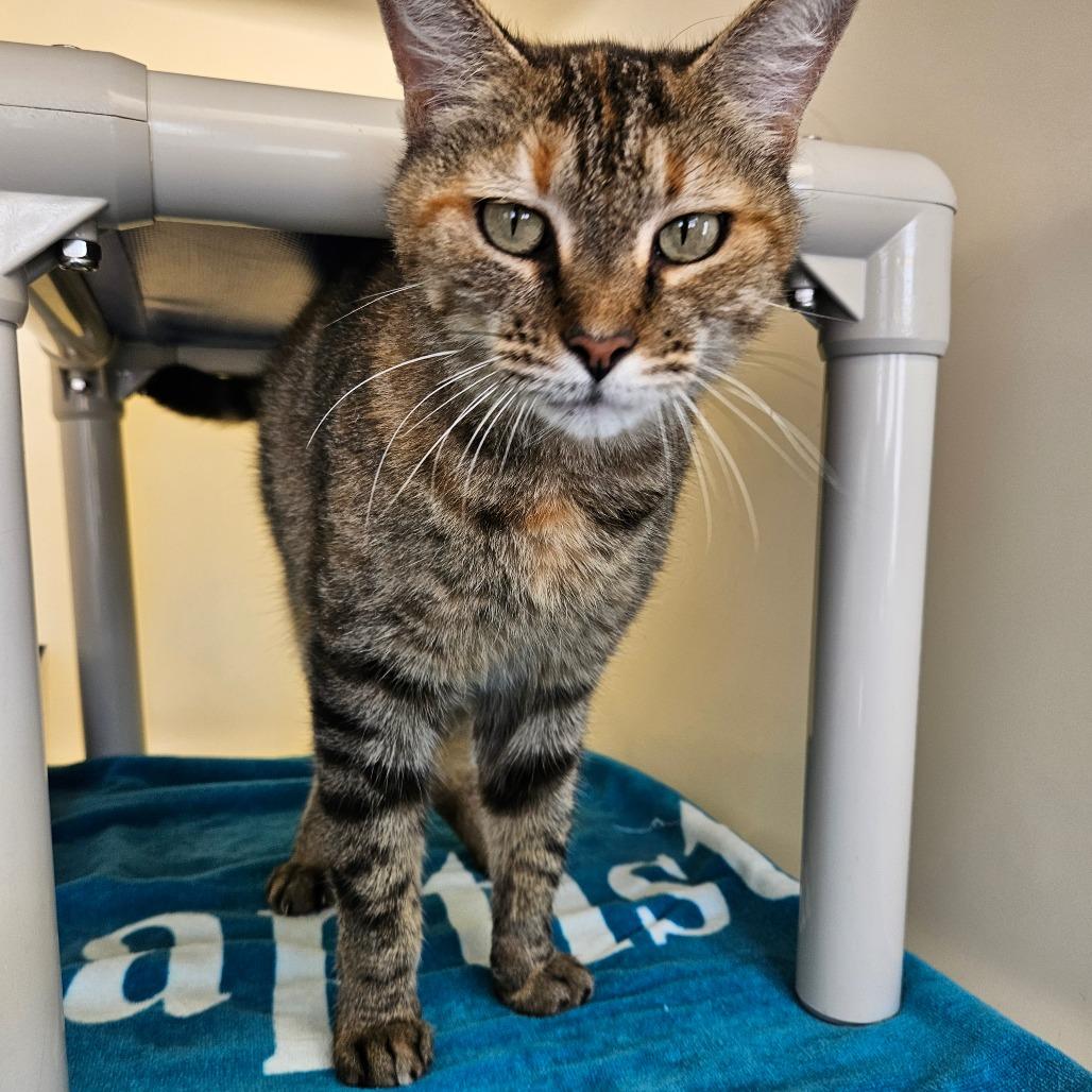 Enlarge Shantel, a Adoptable Domestic Short Hair in Harrisonburg, VA image 3/4