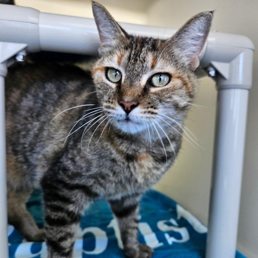 Enlarge Shantel, a Adoptable Domestic Short Hair in Harrisonburg, VA image 4/4