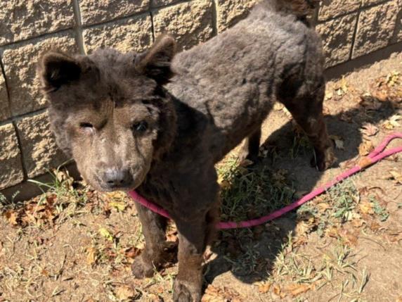 Enlarge CHAPULIN, a Adoptable mixed breed in Tulsa, OK image 1/1