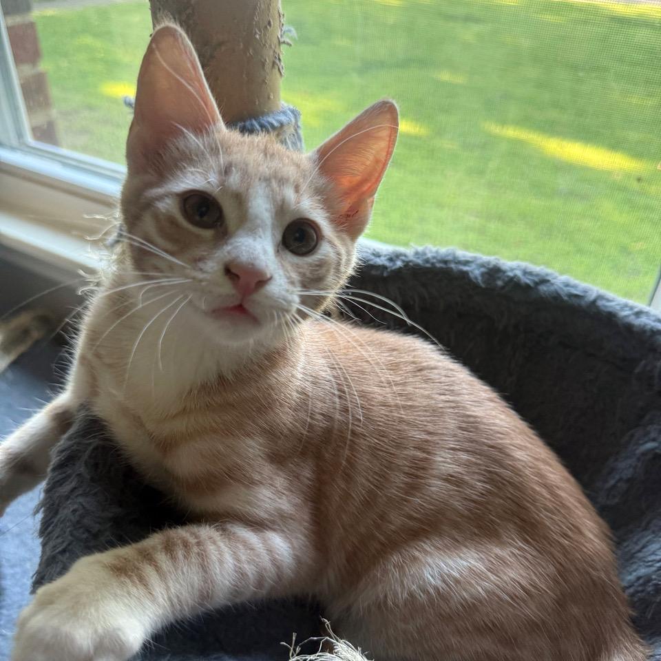Fanny Pack, Adoptable, Kitten Male Tabby & Domestic Short Hair.