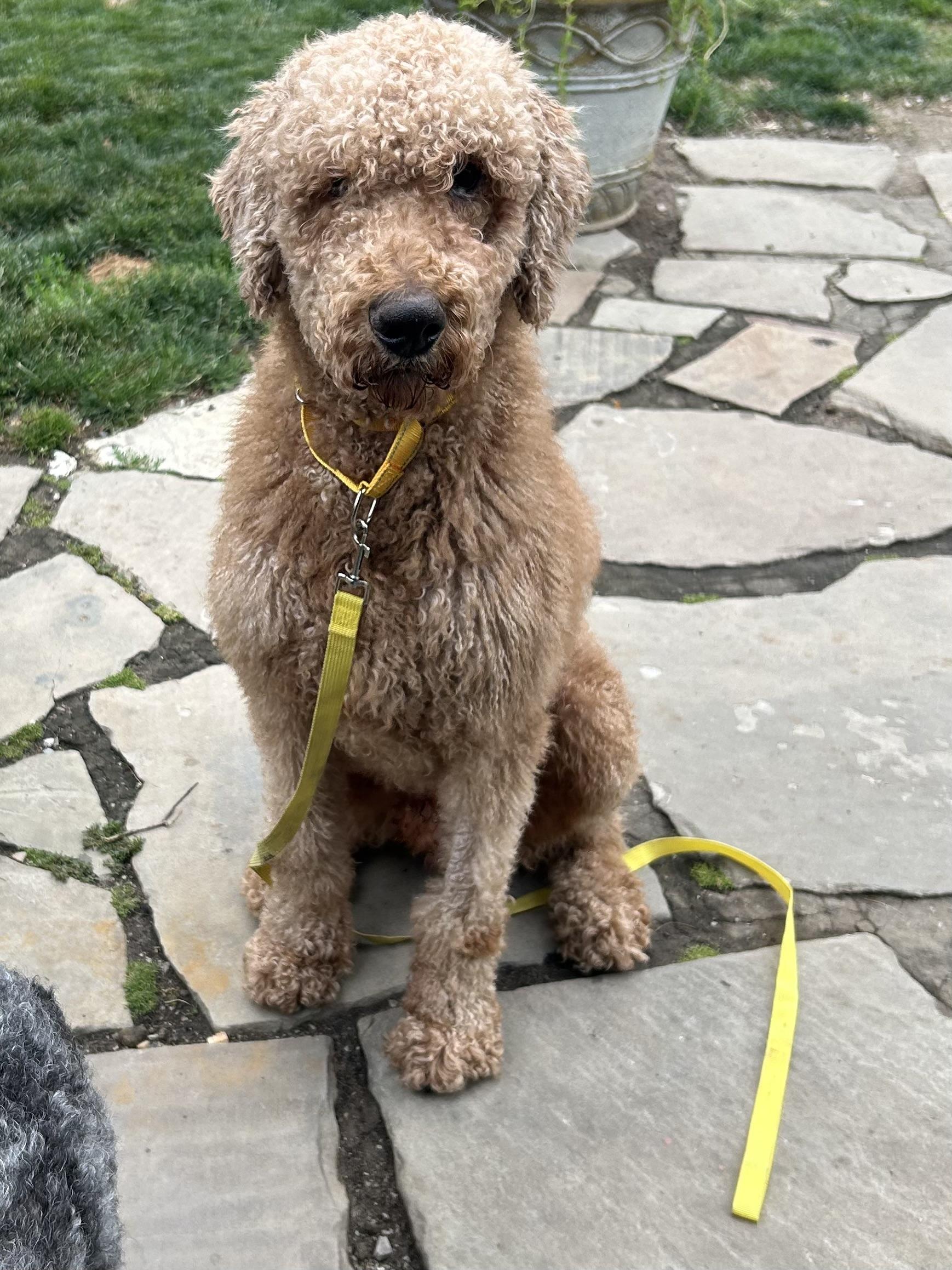Enlarge JAKE, an adopted Goldendoodle in Rossford, OH image 3/6