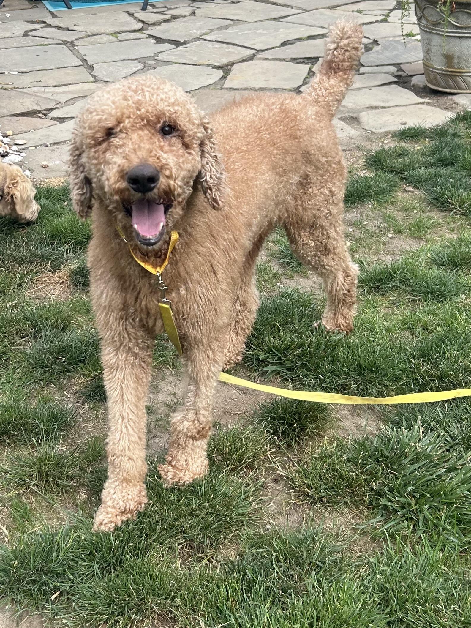 Enlarge JAKE, an adopted Goldendoodle in Rossford, OH image 1/6