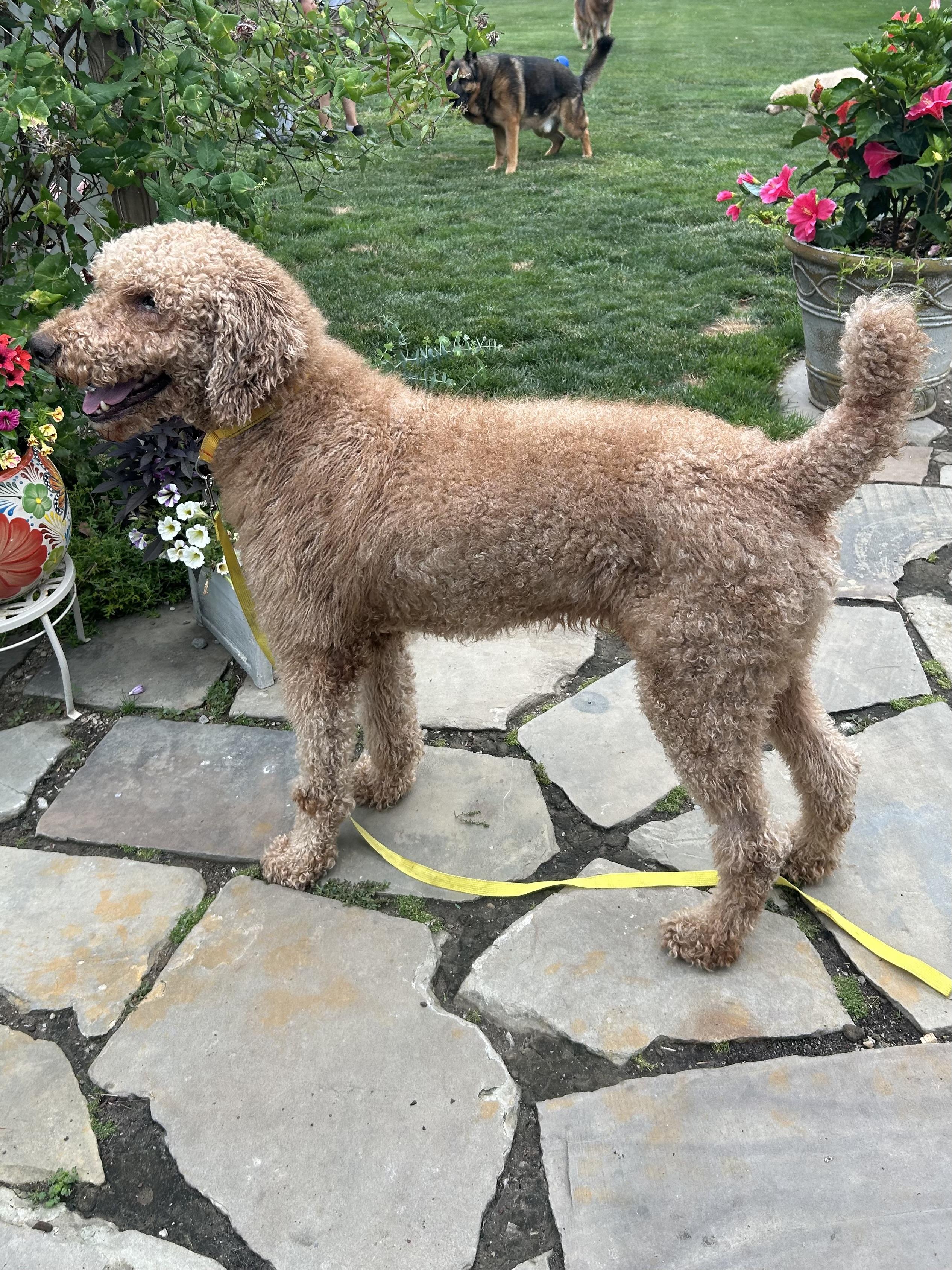Enlarge JAKE, an adopted Goldendoodle in Rossford, OH image 6/6