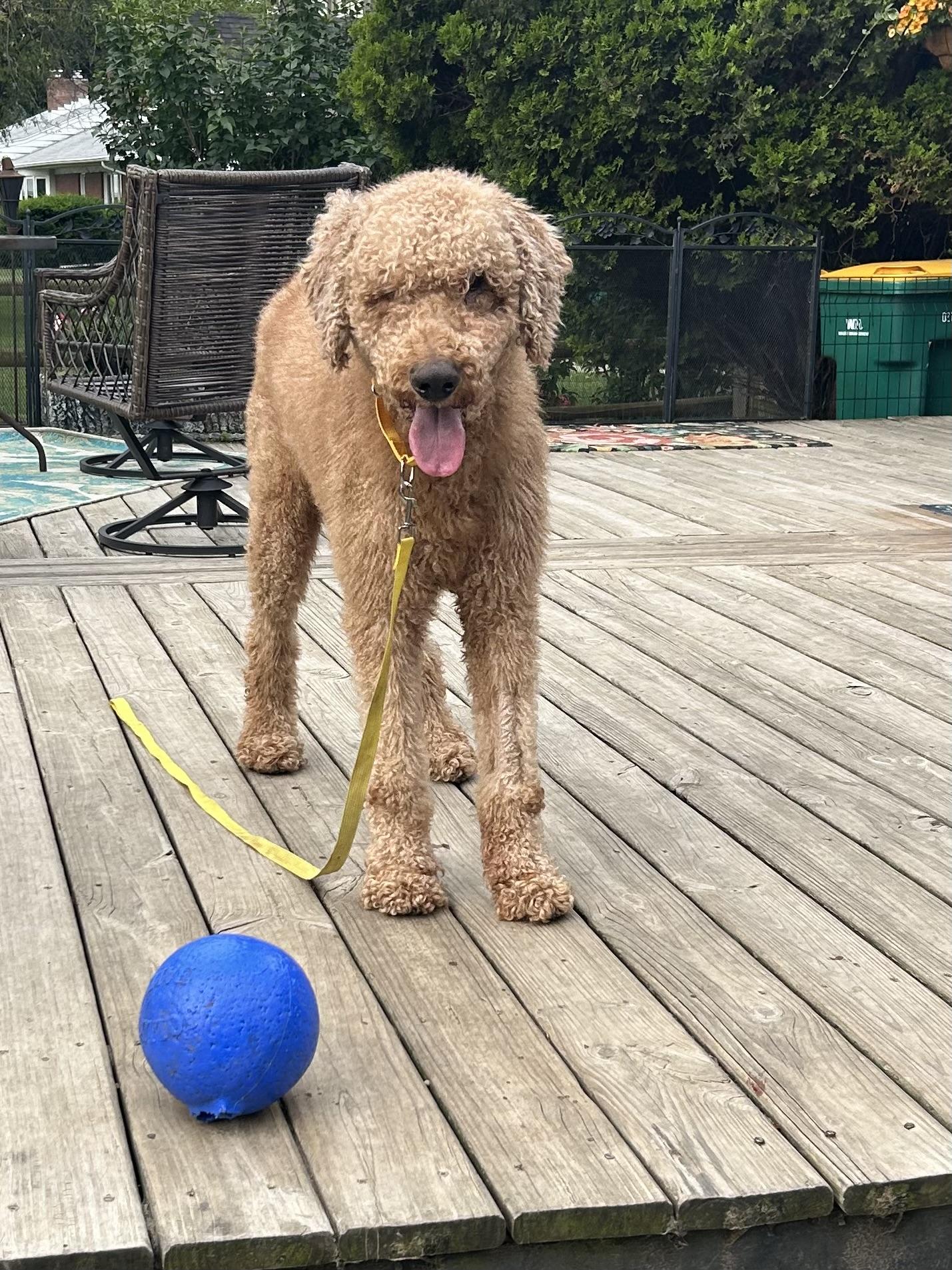 Enlarge JAKE, an adopted Goldendoodle in Rossford, OH image 2/6