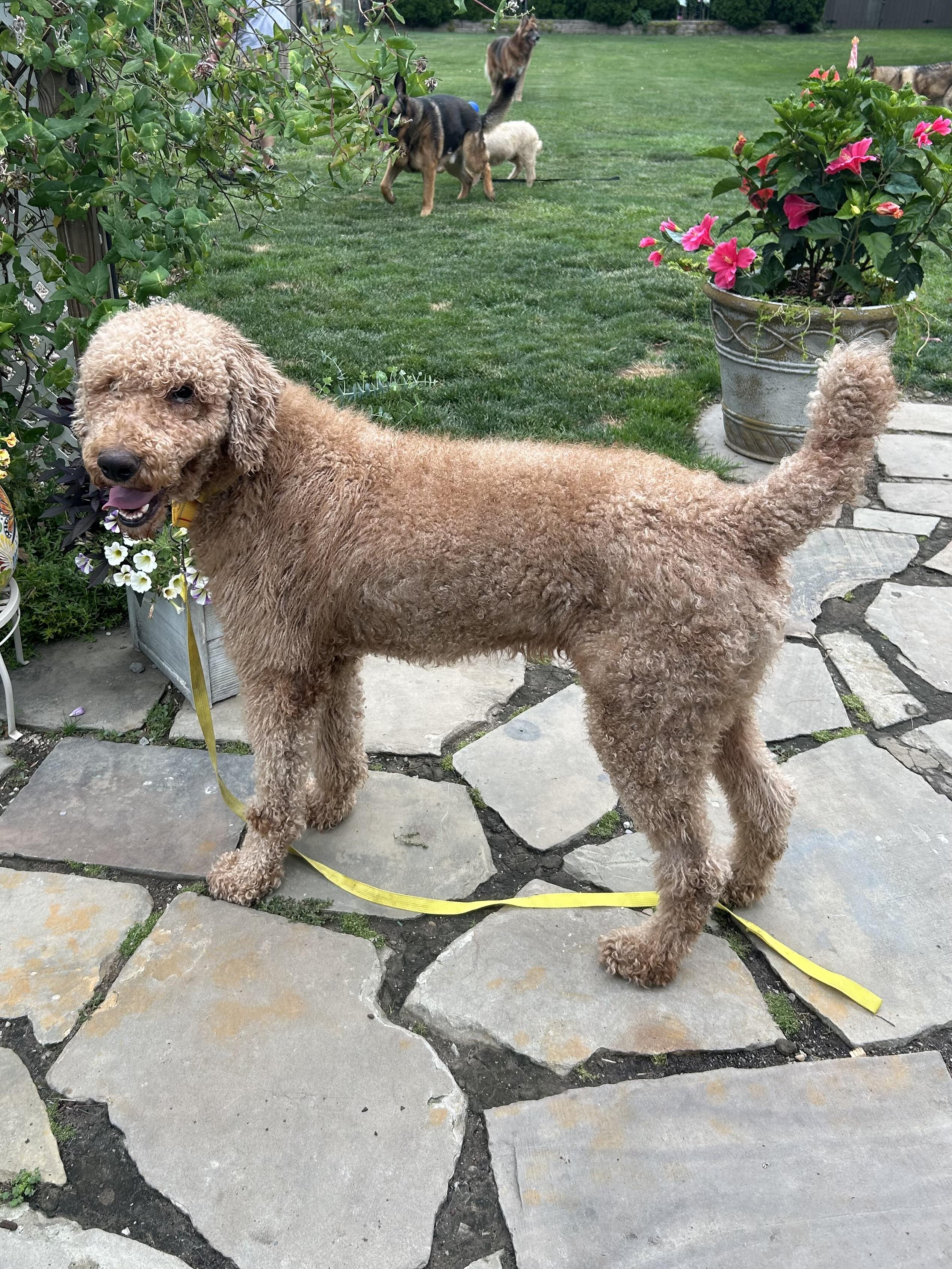 Enlarge JAKE, an adopted Goldendoodle in Rossford, OH image 4/6