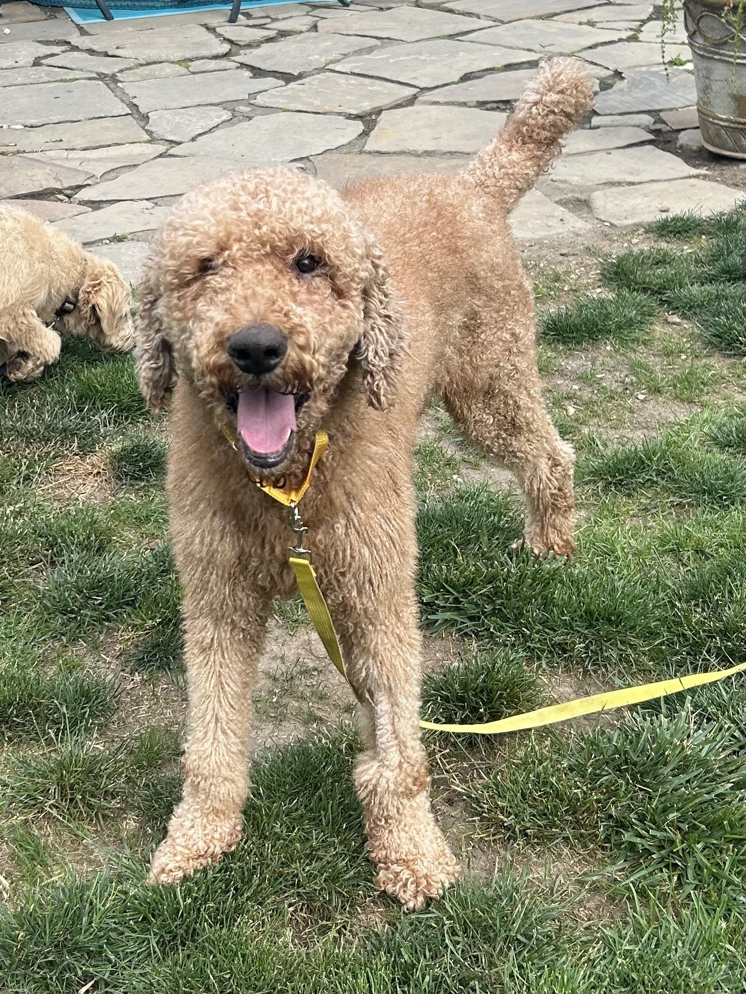 Enlarge JAKE, an adopted Goldendoodle in Rossford, OH image 5/6