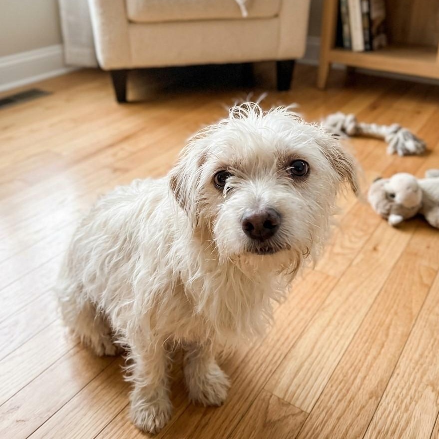 Tofu 2802, Adoptable, Young Female West Highland White Terrier / Westie.