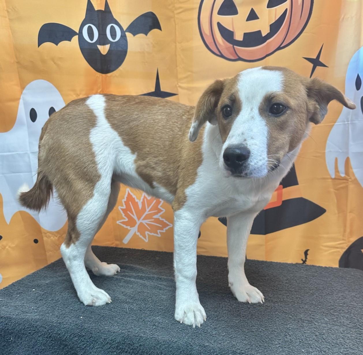 Enlarge 61987645, a Adoptable mixed breed in Elko, NV image 1/1