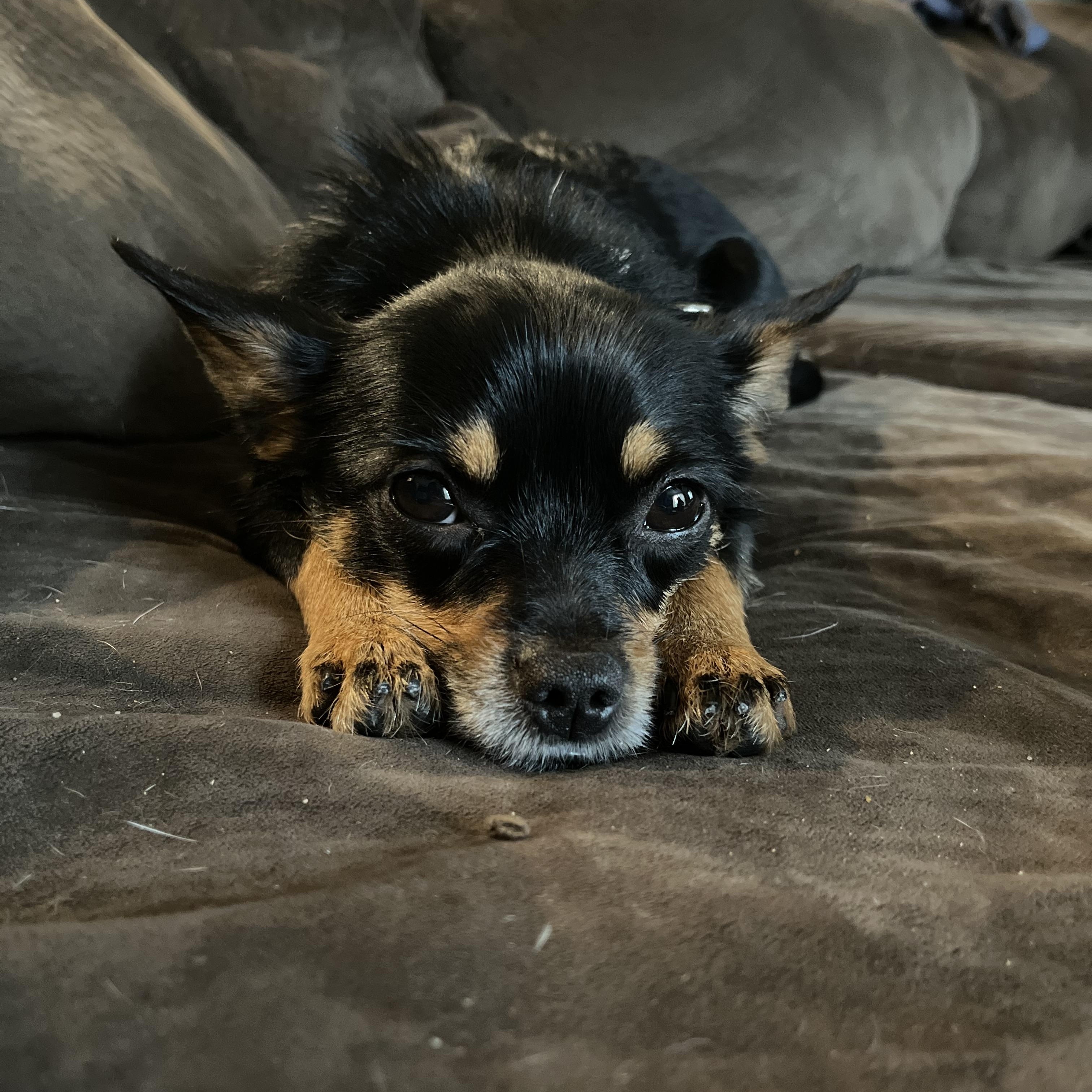 Brownie, Adult Female Chihuahua