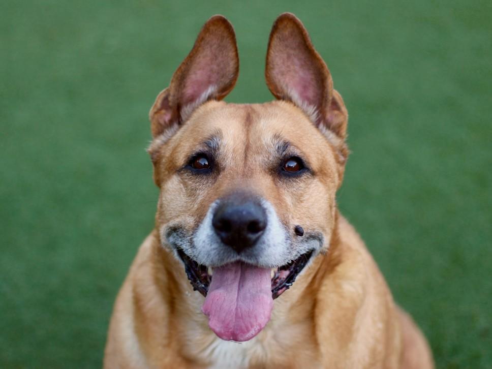 Enlarge SARABI, a Adoptable German Shepherd Dog in Los Angeles, CA image 1/1