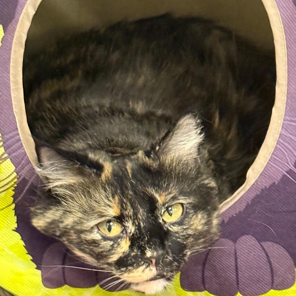 Gerti, Adoptable, Adult Female Domestic Long Hair.
