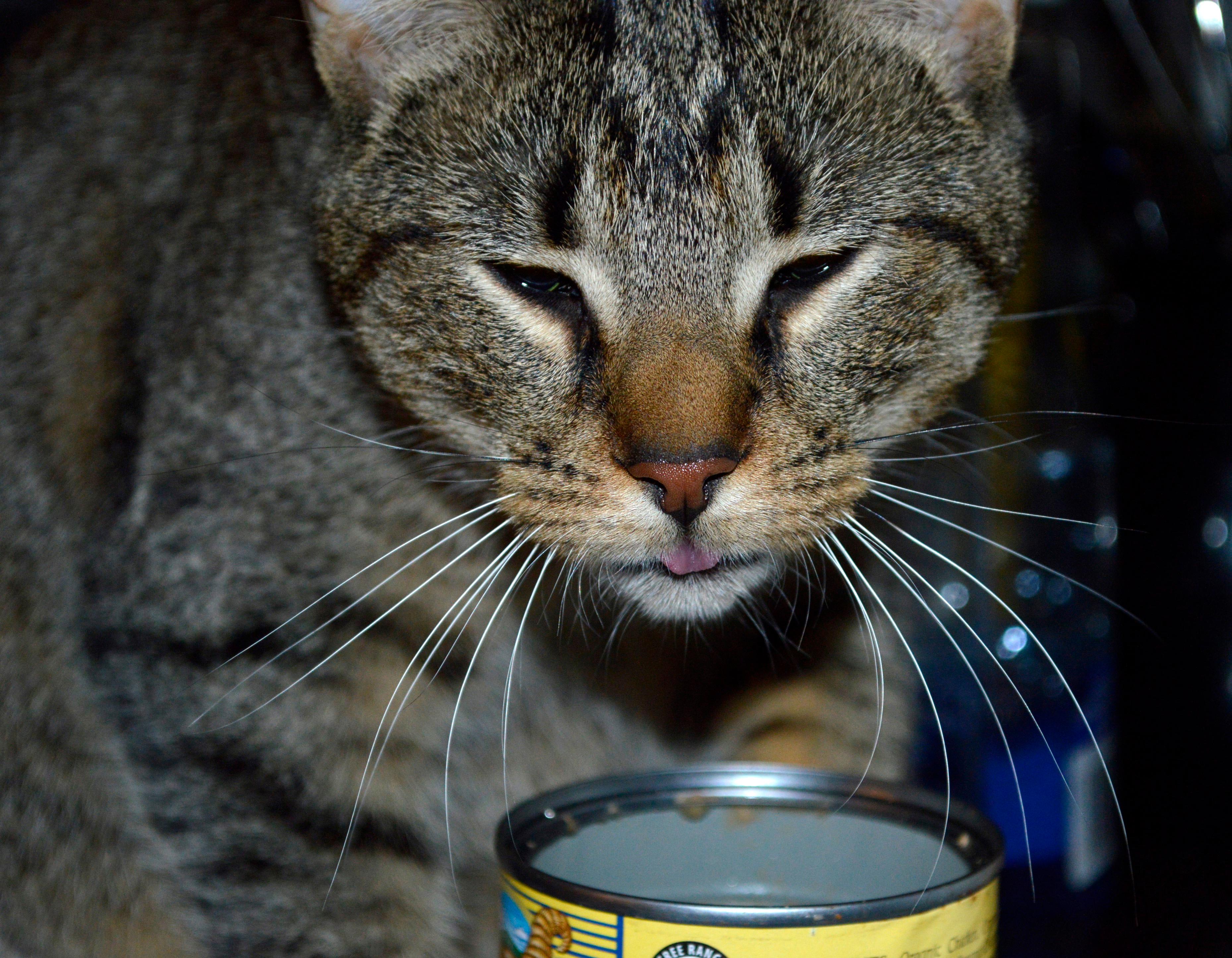 Leno, a Adoptable mixed breed in Midland, MI image 1/6