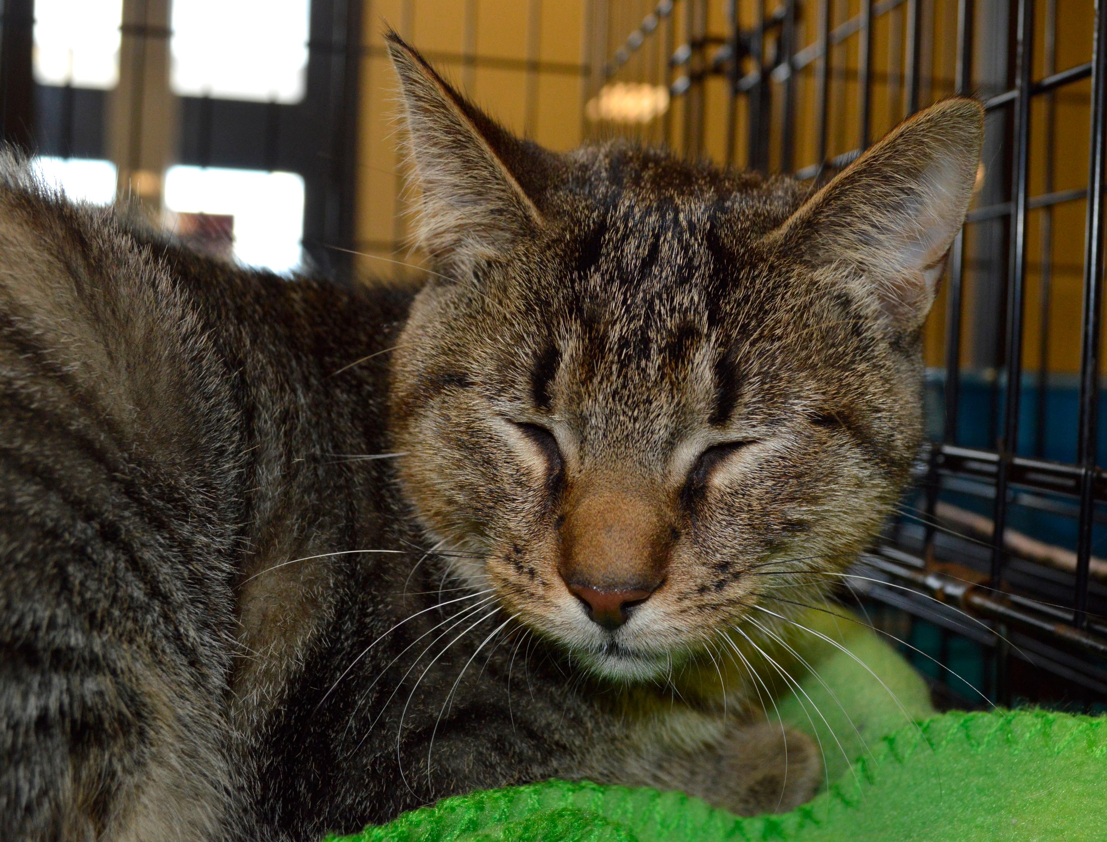 Leno, a Adoptable mixed breed in Midland, MI image 2/6