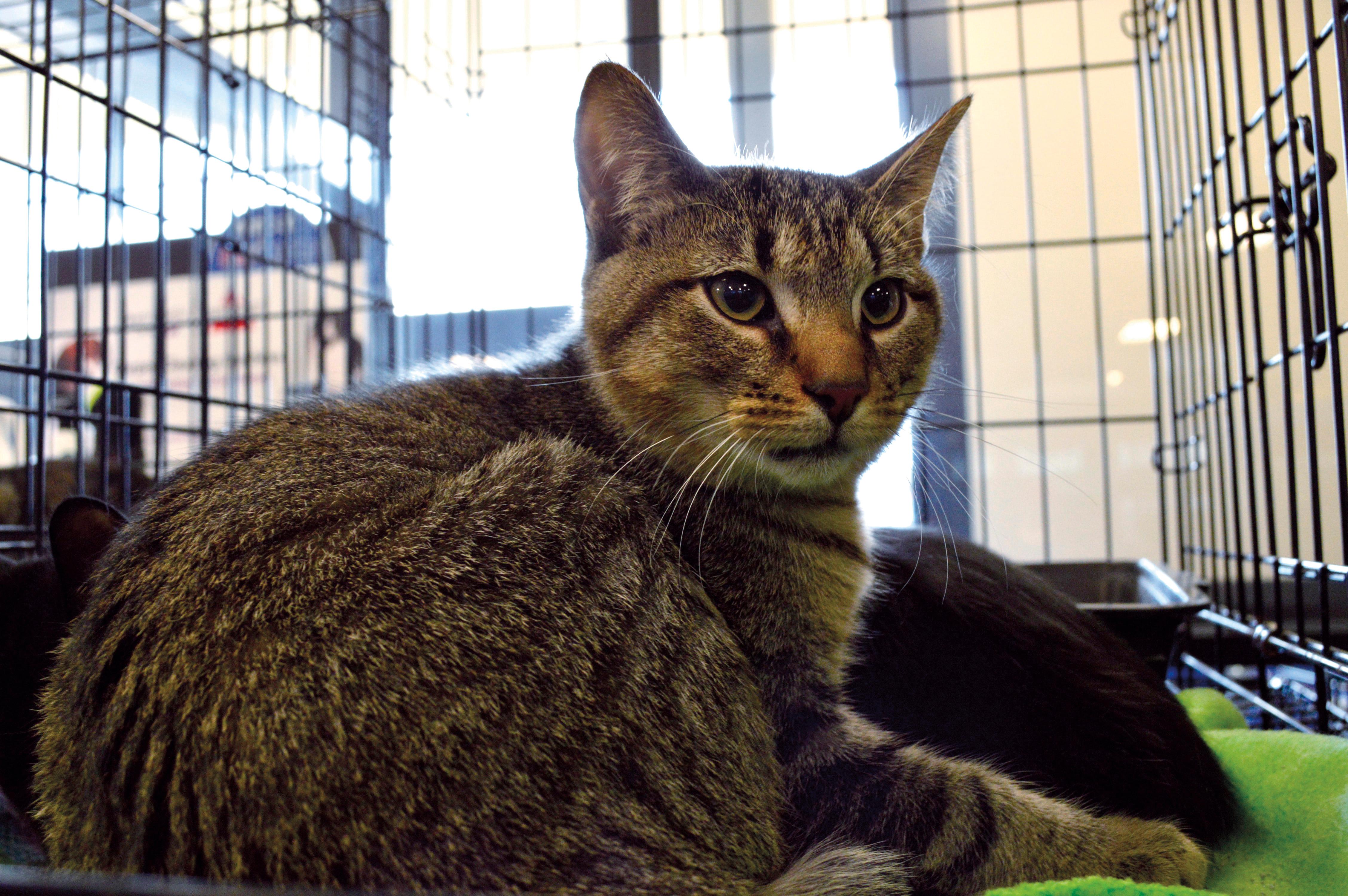 Leno, a Adoptable mixed breed in Midland, MI image 3/6