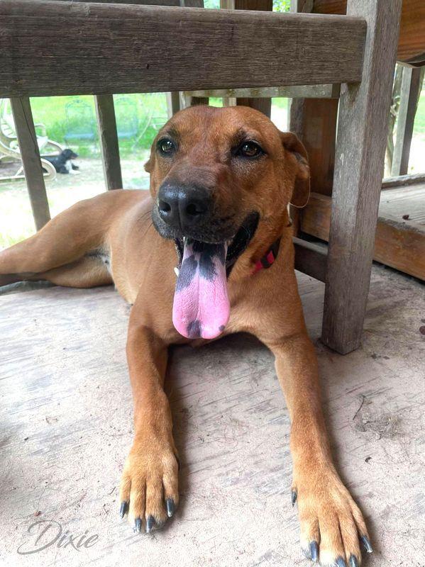 Enlarge Dixie (Trinity), a Adoptable mixed breed in Brewster , NY image 1/4