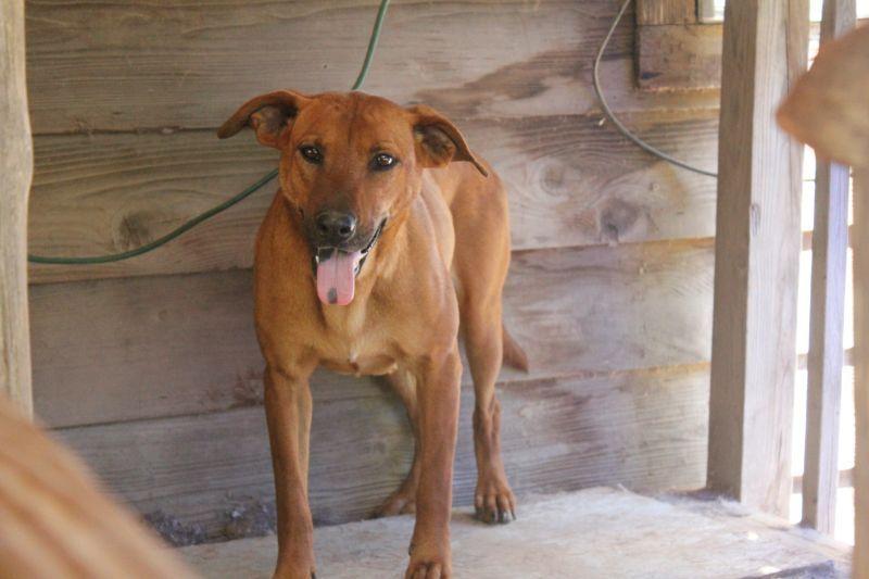 Enlarge Dixie (Trinity), a Adoptable mixed breed in Brewster , NY image 2/4