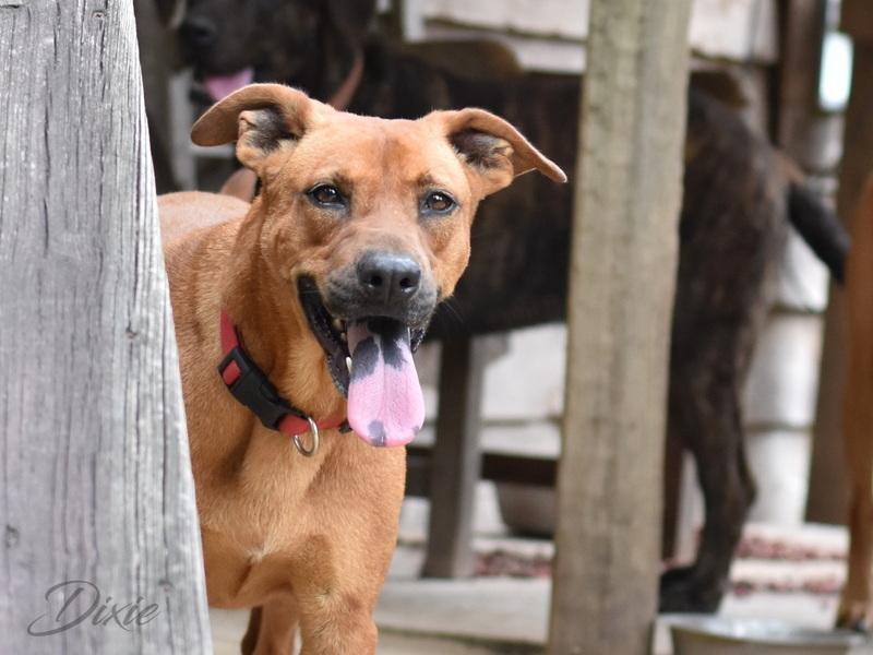 Enlarge Dixie (Trinity), a Adoptable mixed breed in Brewster , NY image 3/4
