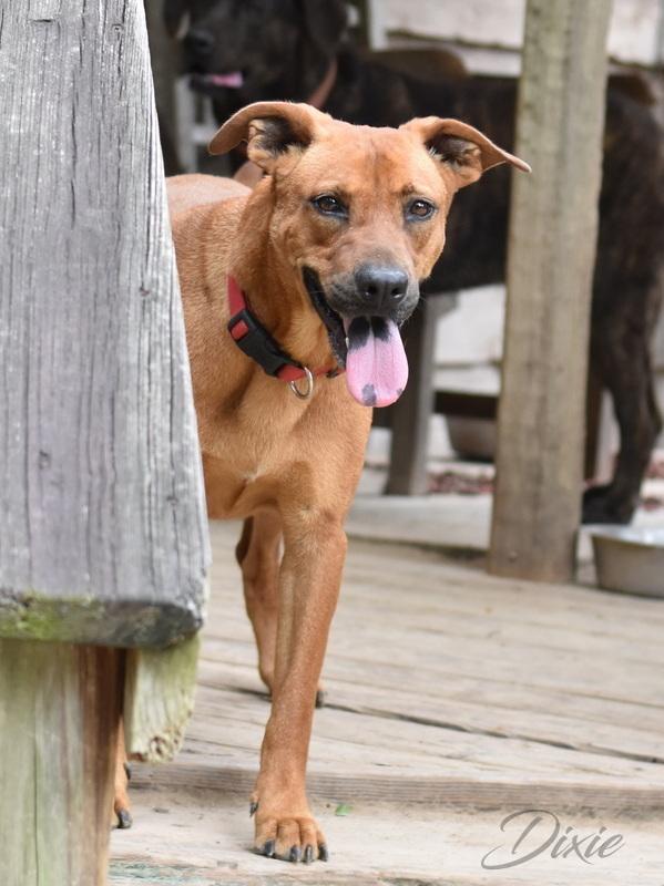 Enlarge Dixie (Trinity), a Adoptable mixed breed in Brewster , NY image 4/4