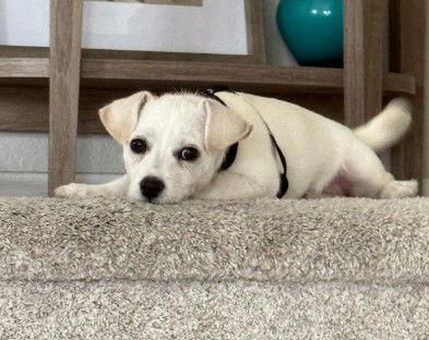 Bubbles, a Adopted Chihuahua in San Diego, CA image 1/3