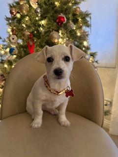 Bubbles, a Adopted Chihuahua in San Diego, CA image 2/3