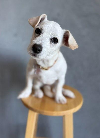 Bubbles, a Adopted Chihuahua in San Diego, CA image 3/3