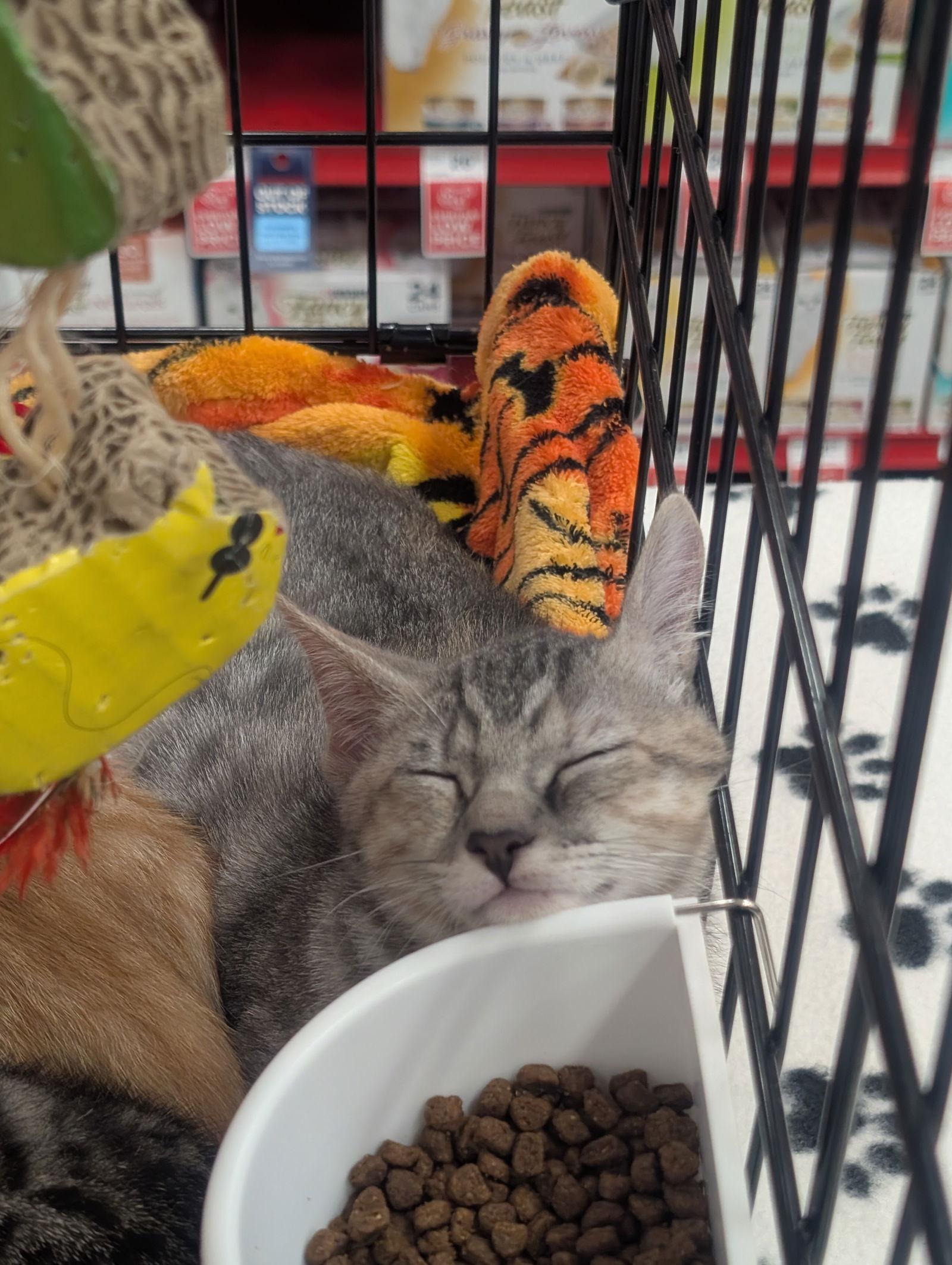 Trunchbull aka Trunchy, a Adoptable mixed breed in Ventura, CA image 1/3