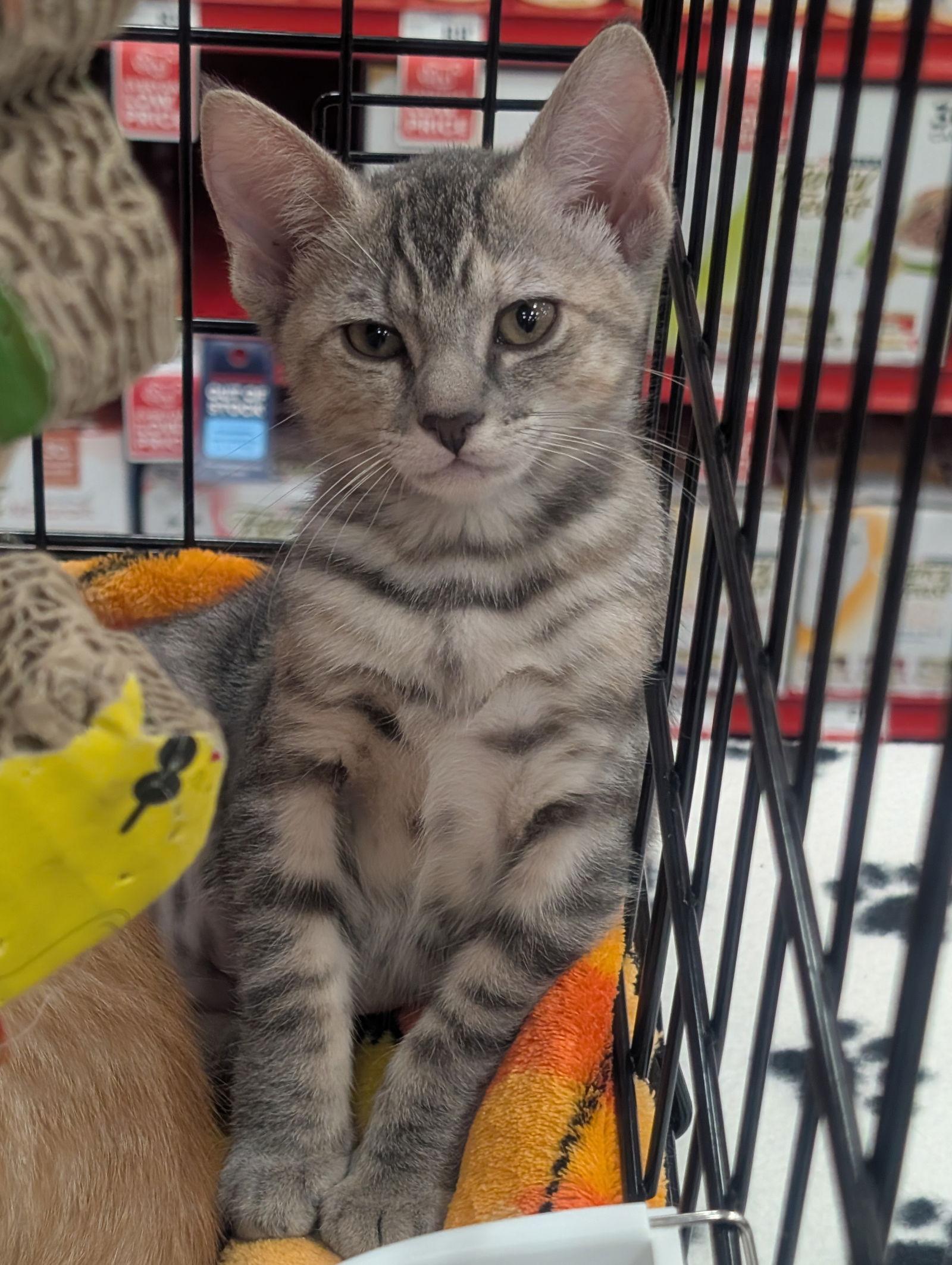 Trunchbull aka Trunchy, a Adoptable mixed breed in Ventura, CA image 2/3