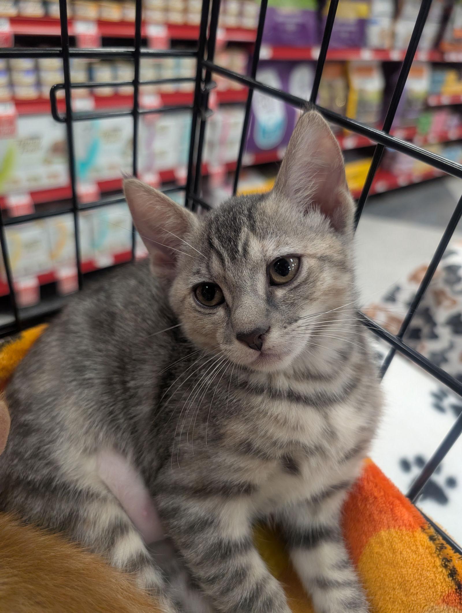 Trunchbull aka Trunchy, a Adoptable mixed breed in Ventura, CA image 3/3